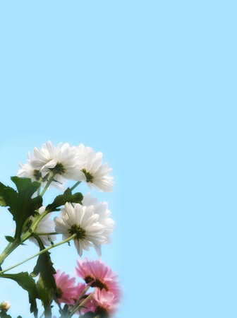 white flowers against blue sky backgroundの写真素材