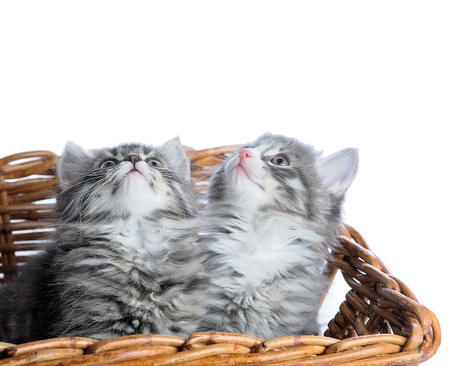 two kitten looking up on white backgroundの写真素材