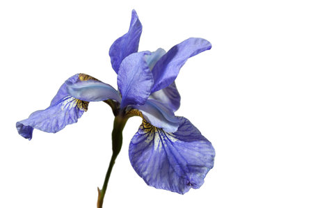 blueflag isolated on white background. macro