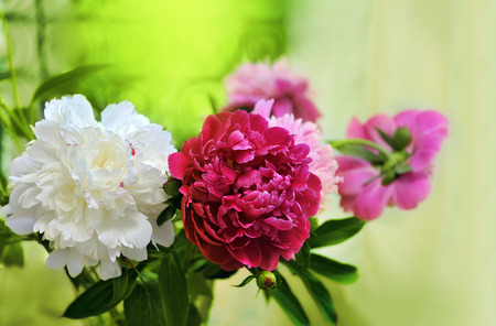white, red, pink peonies on the window sillの写真素材