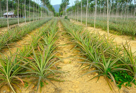 plantation of pineapplesの写真素材
