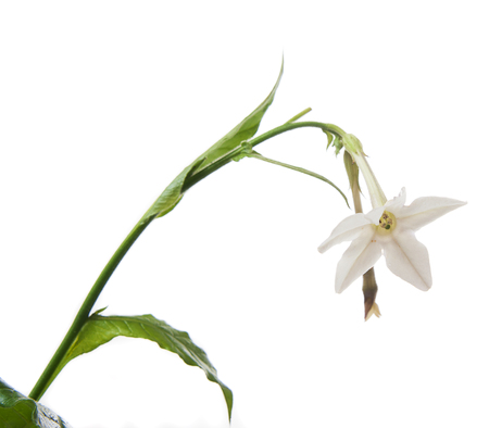 white flower of sweet tobacco isolated on white backgroundの写真素材