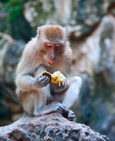sitting monkey with fruitの写真素材