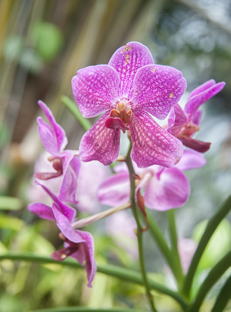 orchids in  tropical Phuket orchid garden, Thailandの写真素材