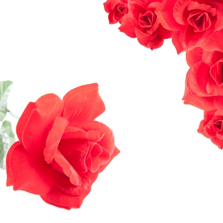 beauty red roses collage isolated white backgroundの写真素材