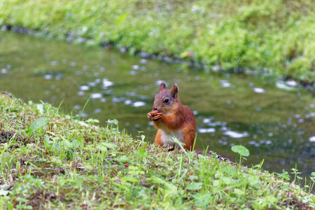 The Squirrel in the Parkの写真素材