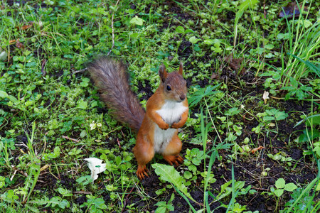 The Squirrel in the Parkの写真素材