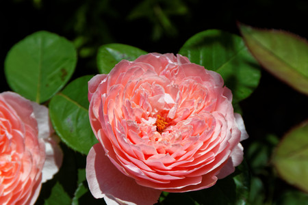 The pink beautiful roses in a gardenの写真素材