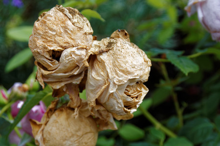 This is a photo of roses in the garden. Autumn. Doing.の写真素材