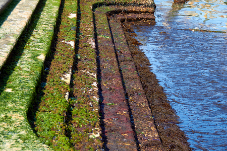 Algae on the rocks.の写真素材