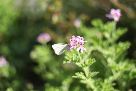 Butterfly sucking honeyの写真素材