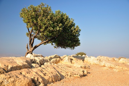Carob tree on Arbel cliff. Israel.の写真素材