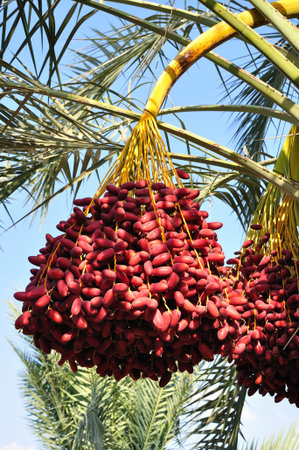 Date palm branch with ripe dates. Northern israel.
