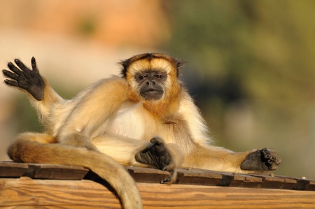 Howler monkey. の写真素材