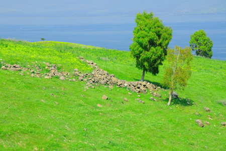 Trees at the lake Kinneret shore. Northern Israel. 
