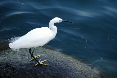 White Egret  also called Heron  on the rock at the Kinneret shore  Israel の写真素材
