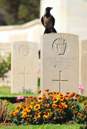 Military British cemetery for the soldiers killed in Palestina  Jerusalem  Israelのeditorial素材