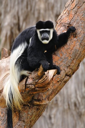 Colobus guereza in safari park  Central Israel 