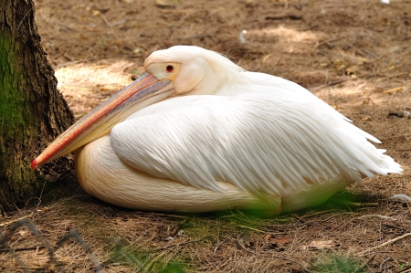 White pelican in safari park  Central Israel の写真素材