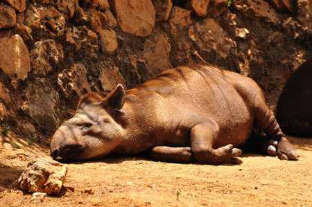 Tapir in safari park  Central Israel の写真素材