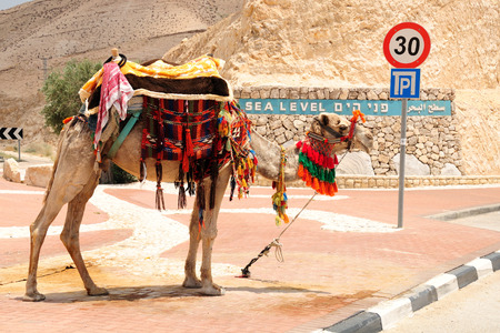 Bedouin camel as a tourist attraction at the way to the dead sea  Israel のeditorial素材