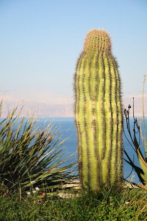 Big cactus on the dead sea shore  Israel  の写真素材