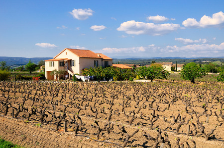 View to french landscape with vineyard sprouts pattern.のeditorial素材