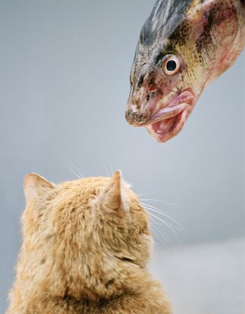 I to you something on a secret shall tell:の写真素材