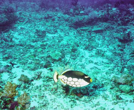 Underwater life of coral reef 5