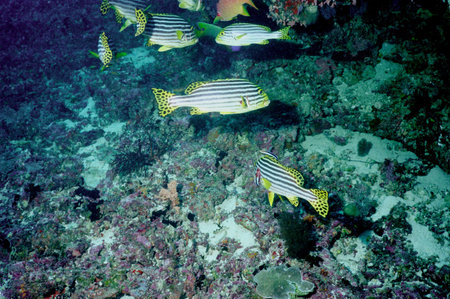 Underwater life of coral reef の写真素材