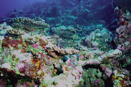 Underwater life of coral reef 41の写真素材