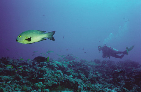 Underwater life of coral reef 