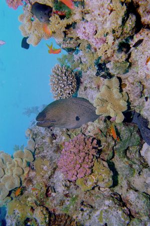 Underwater life of coral reefの写真素材