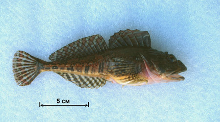 Underwater life of Kuril islands: Hemilepidotus hemilepidotus