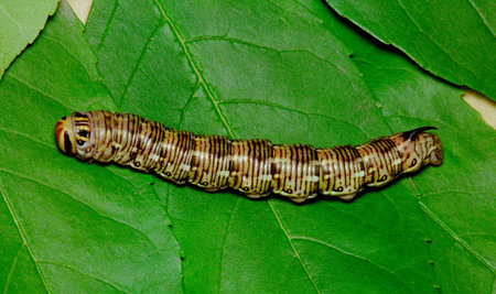 Butterfly's larva moderate climate of Russia