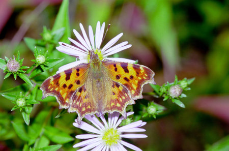Beautefull butterflies of Russia: Polygonia c-album 1