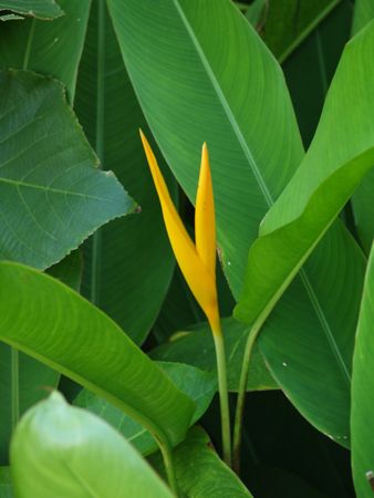 Gardens of Thailand, flowers of island Phuket 25の写真素材