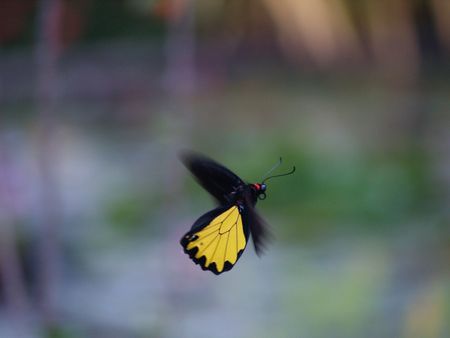 Exotic butterflies of Thailand, island Phuket 3の写真素材