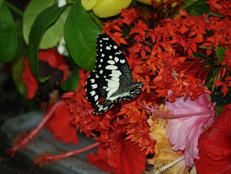 Exotic butterflies of Thailand, island Phuket 45の写真素材