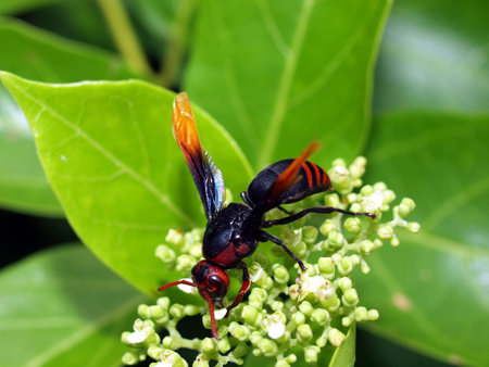Local bee, Vietnam, island Phu Quocの写真素材