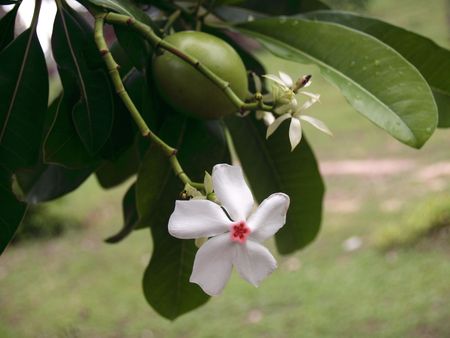 Flower of a fruiter of a mango, Vietnam, island Phu Quoc 1の写真素材