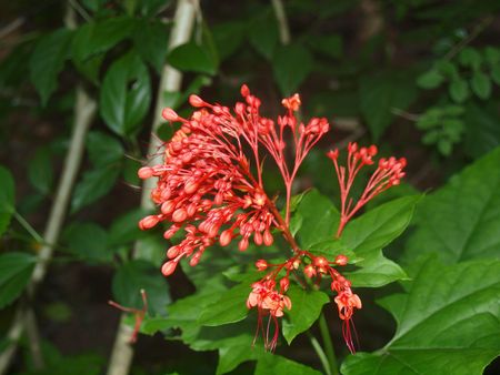 Flowers of Vietnam, island Phu Quoc の写真素材