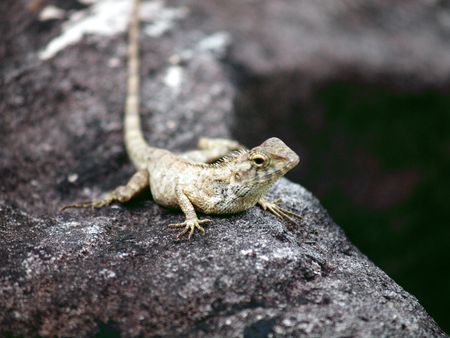 The lizard is heated on a stone, Vietnam, island Phu Quoc, Mango bay  の写真素材