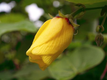 Flowers of Vietnam, island Phu Quoc 19の写真素材