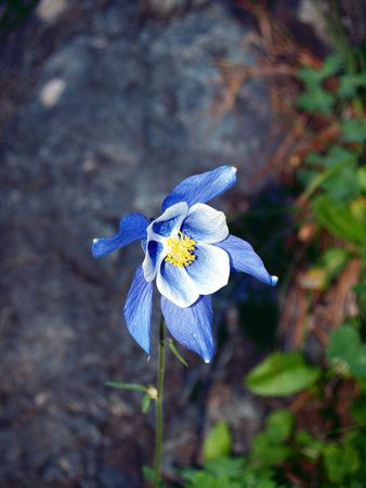 Flowers and stones, mountain Altai, August, 2010 4の写真素材