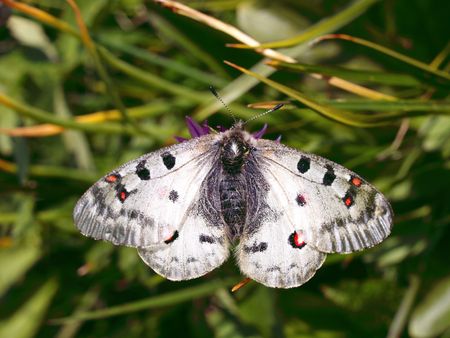 Butterflies of mountain Altai, apollo 6の写真素材