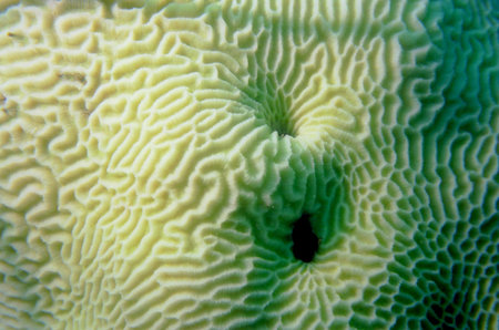 Surface of a coral reef, Vietnam, island Phu Quoc