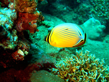 Coral fishes, Vietnam, Nha Trang