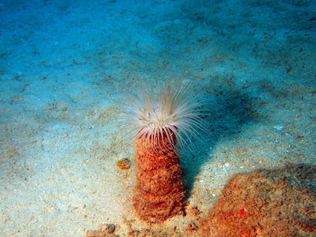 Host anemone, Vietnam, Nha Trangの写真素材