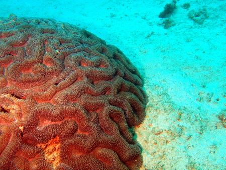 Stony corals of the South-Chinese sea, Vietnam, Nha Trangの写真素材
